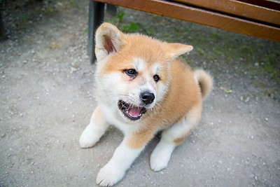 Monika Šalčiūtė pristato savo augintinį - Akita Inu veislės šunį, vardu Nino Persikas