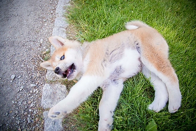Monika Šalčiūtė pristato savo augintinį - Akita Inu veislės šunį, vardu Nino Persikas