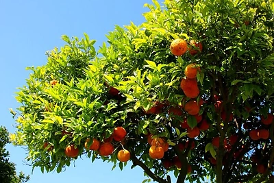 Milanos Jašinskytės atostogos Ibisoje