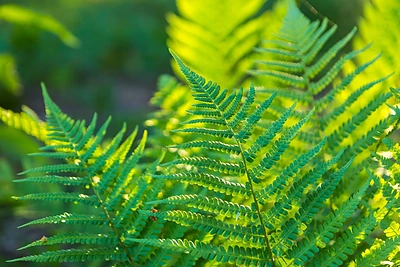 Savaitės horoskopas – birželio 20–26 d.