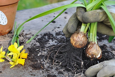 Kada iškasti narcizus, tulpes ir kitas svogūnines gėles