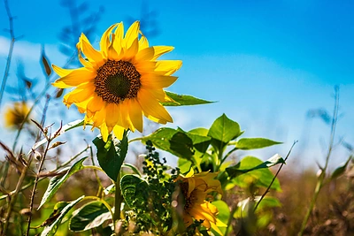 Astrologės L.Kutkytės sudarytas liepos horoskopas