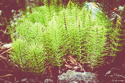 Kaip įveikti įkyrų augalą – dirvinį asiūklį?