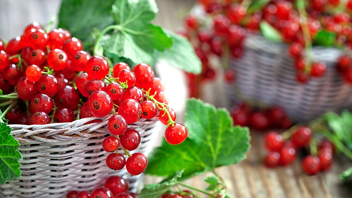 Raudonieji serbentai