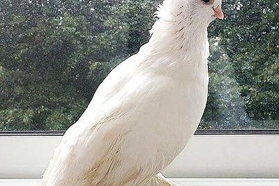 Irmos Jurgelevičiūtės rastas balandis