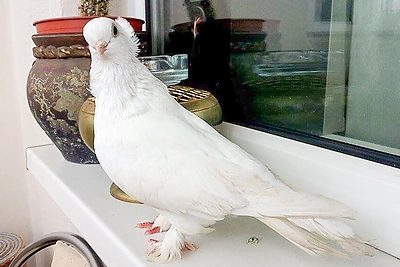 Irmos Jurgelevičiūtės rastas balandis