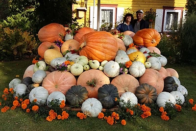 Įspūdingą moliūgų derlių išauginusi šeima iš Anykščių rajono: „Didžiausio nepakėlėme – galėjome tik ridenti“