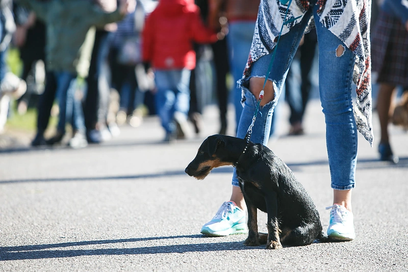 Gyvūnų globėjo diena Kaune