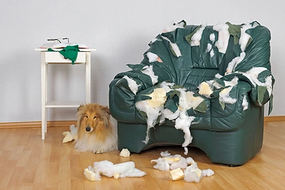 Šuo graužia baldus, batus ir kitus daiktus: kaip atpratinti?