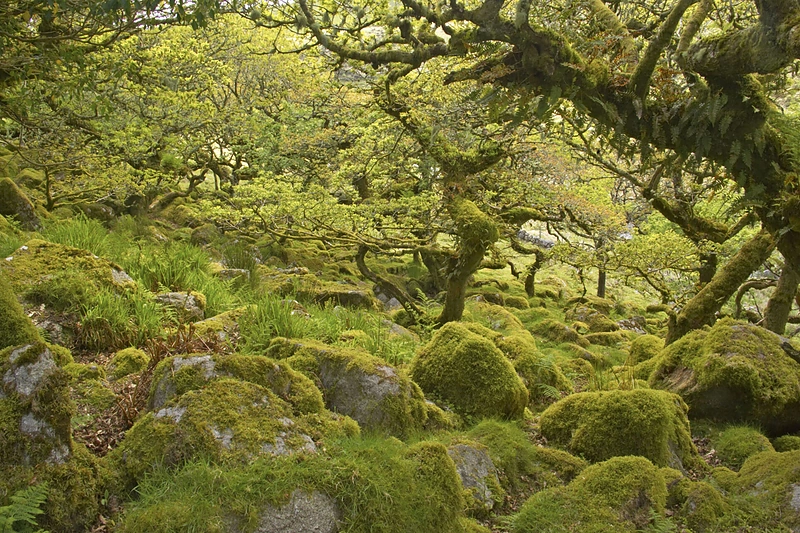 Samanų ir kerpių karalystė – Wistmano giria Didžiojoje Britanijoje