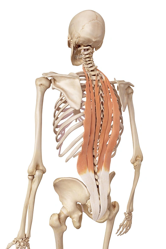 Gilieji nugaros raumenys