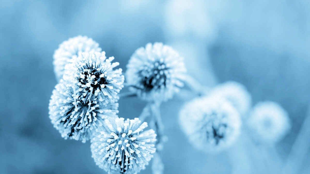 Sušalusios gėlytės