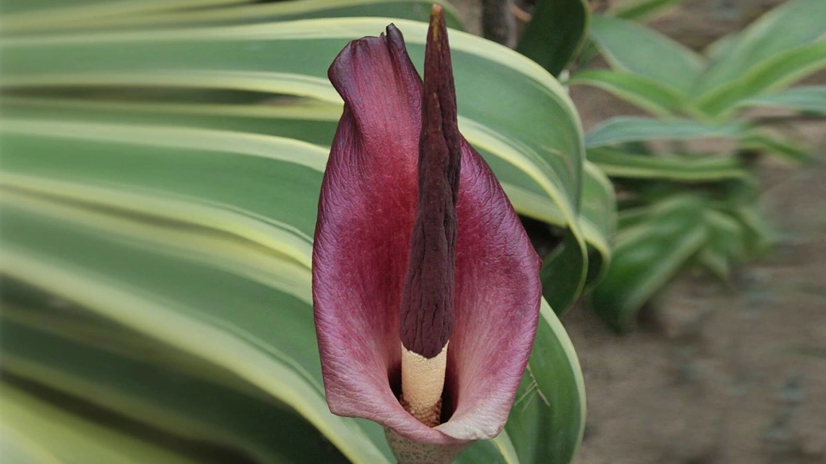 Egzotiškasis amorfofalas