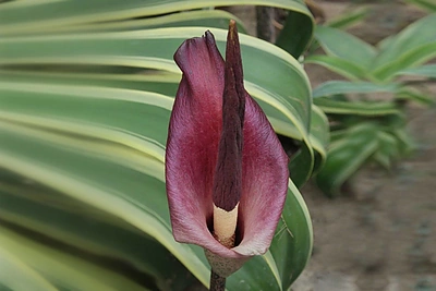 Botanikos sode pražydo įspūdingo grožio ir nepamirštamo kvapo amorfofalai