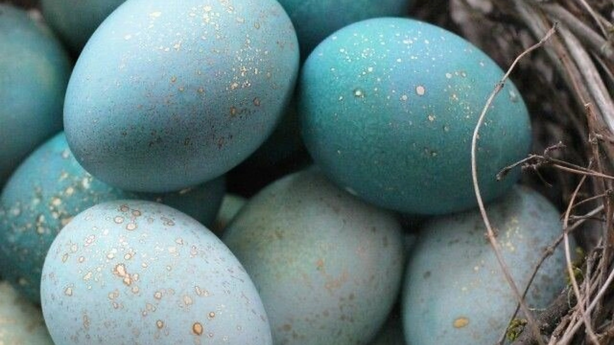 Velykiniai kiaušiniai