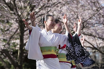 Japonijoje pražydo sakuros: metus ten gyvenęs vaikinas šį stebuklingą metą aprašė knygoje
