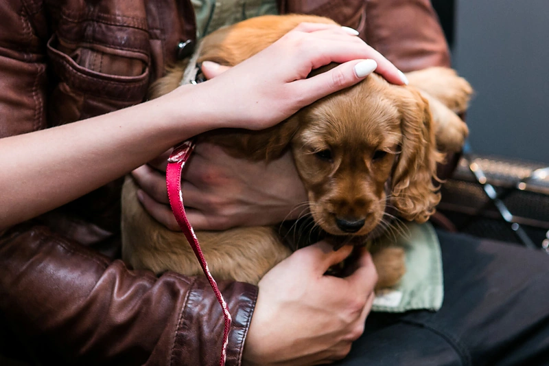 Vaido Baumilos anglų kokerspanielė Bitė