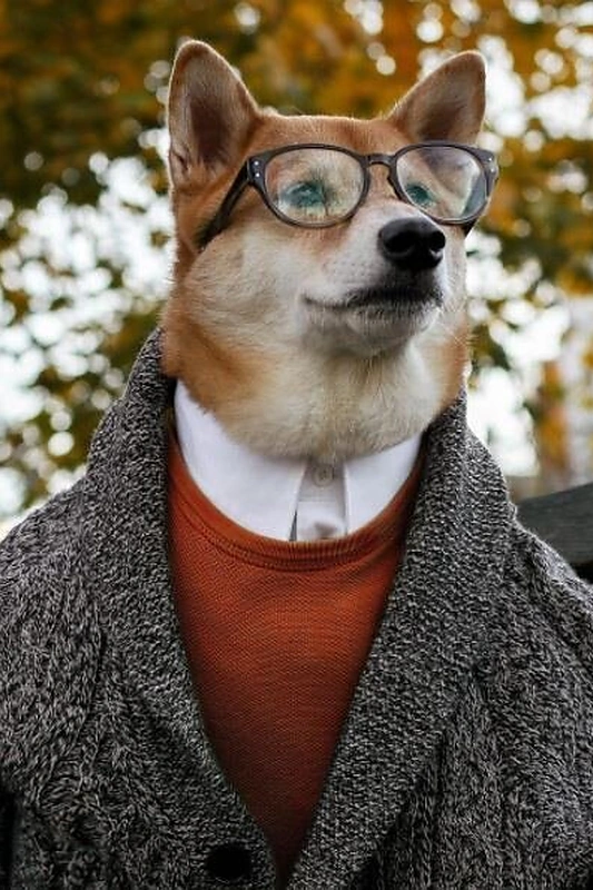 Augintinio profilis „Instagram“ (Mensweardog)