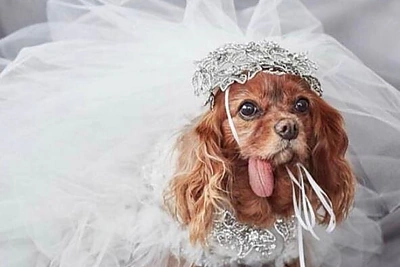 Augintinio profilis „Instagram“ (Toastmeetsworld)