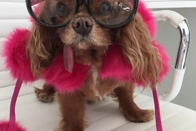 Augintinio profilis „Instagram“ (Toastmeetsworld)