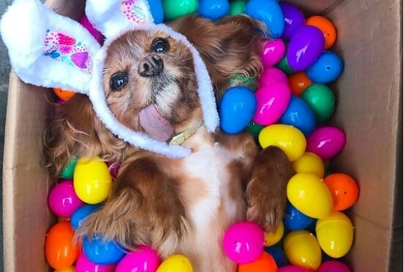 Augintinio profilis „Instagram“ (Toastmeetsworld)