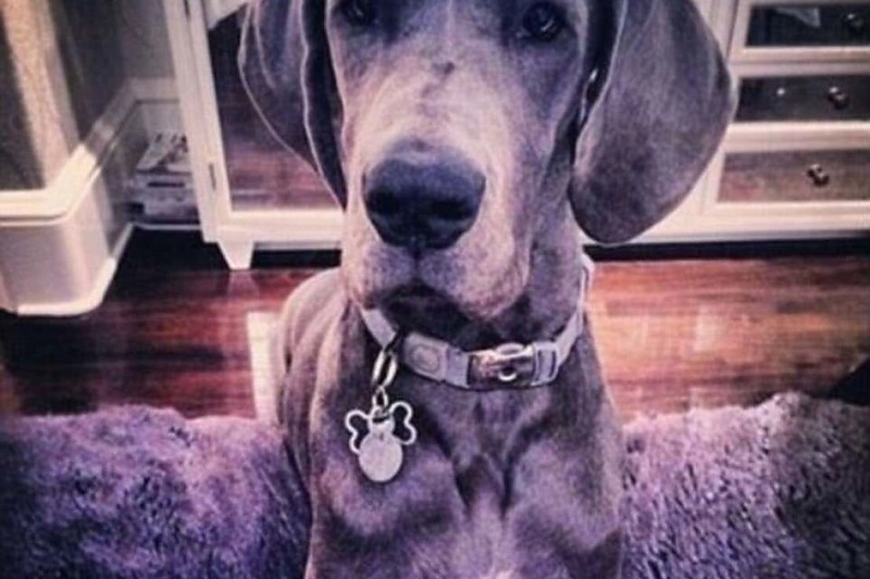 Kendall Vokiečių dogo Blu likimas neaiškus