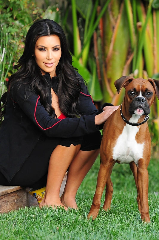 Kim buldogo Rocky likimas neaiškus