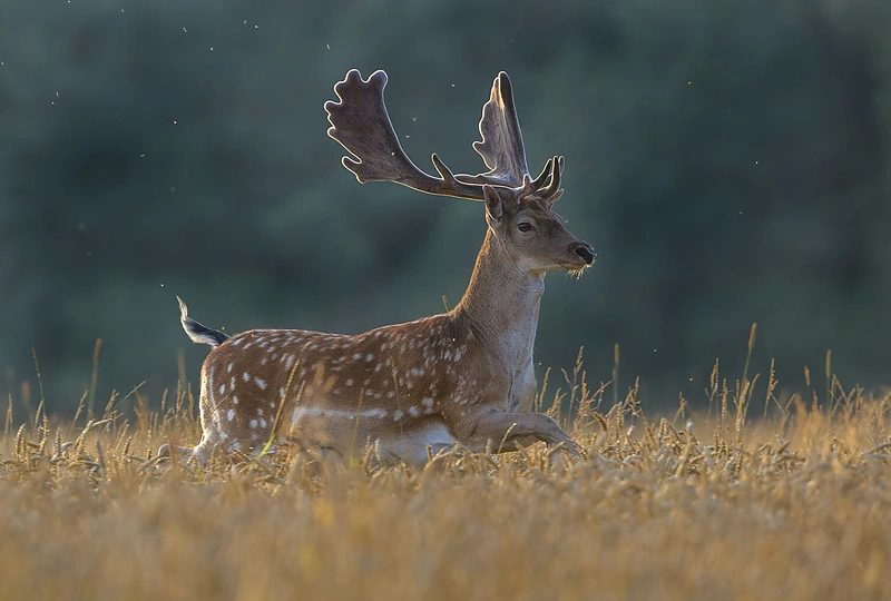 Mariaus Čepulio fotoklajonės. Danielius