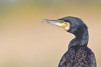 Mariaus Čepulio fotoklajonės. Didysis kormoranas