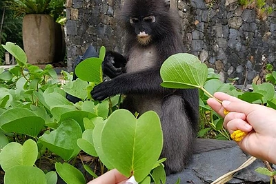 Ingos Stumbrienės atostogos Malaizijoje