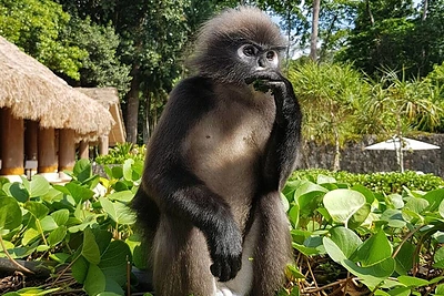 Ingos Stumbrienės atostogos Malaizijoje