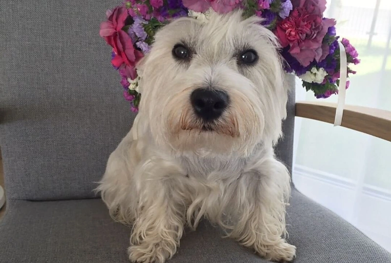 „Cukrinio kaspinėlio“ puokštės nuotakoms