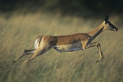 Afrikos gyvūnija