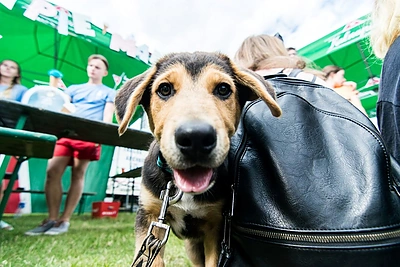 Prasidėjo muzikos festivalis „Galapagai“