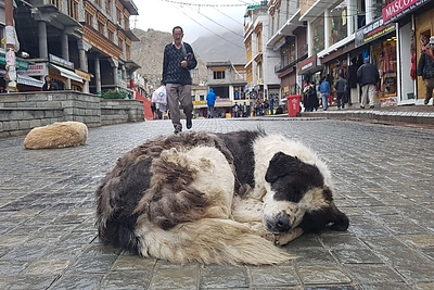 Laidų vedėjo Viktoro Jakovlevo kelionės po Indiją akimirka