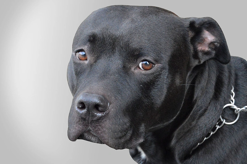 Pitbulis / 123rf.com nuotr.