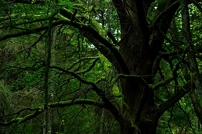 34 kartas: skautiška vakarienė