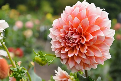 Kviečiama grožėtis šiųmete jurginų kolekcija