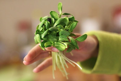 Augalinio maisto festivalis „Vegfest LT Kaunas“ vilios maisto naujienomis ir nuolaidomis