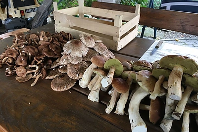 K. Krivickas grybauja