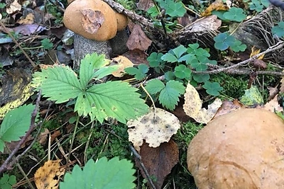 Kristinos Ivanovos savaitgalis pas močiutę