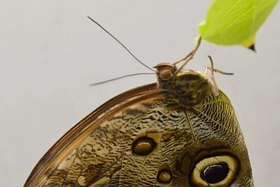 VDU Kauno botanikos sodo drugiai