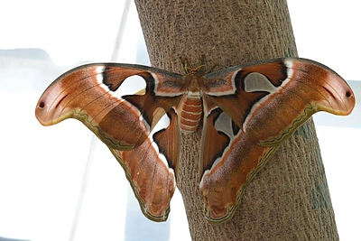 VDU Kauno botanikos sodo drugiai