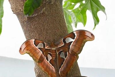 VDU Kauno botanikos sodo drugiai