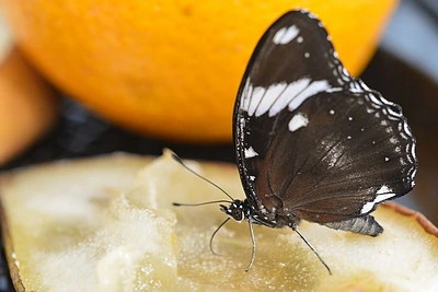 VDU Kauno botanikos sodo drugiai
