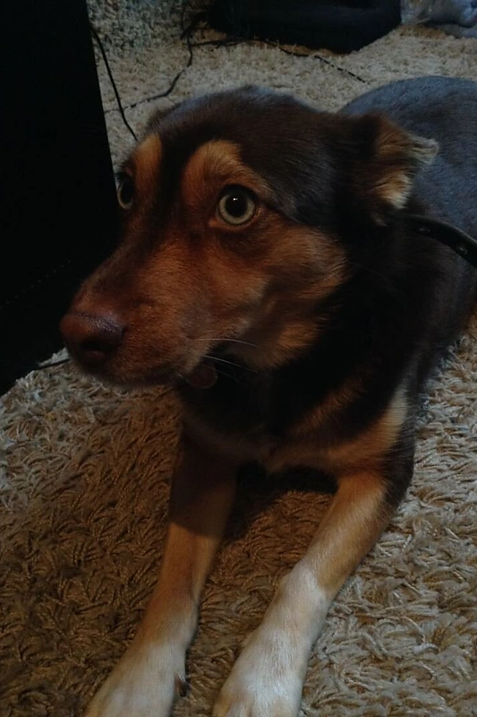 Vaivos Mainelytės augintinė Kora