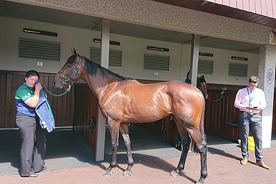 Žirgų lenktynės Melburne - Žilvino Grigaičio akimis