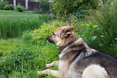 Margaritos Drobiazko ir Povilo Vanago augintiniai