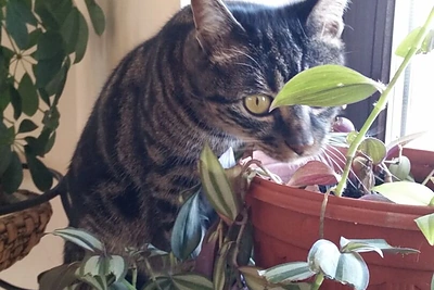 Margaritos Drobiazko ir Povilo Vanago augintiniai