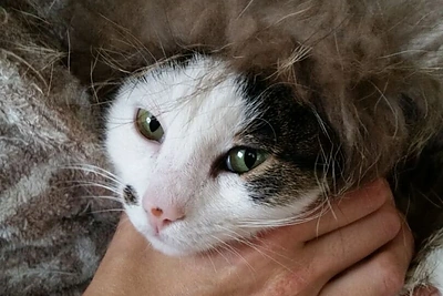 Margaritos Drobiazko ir Povilo Vanago augintiniai